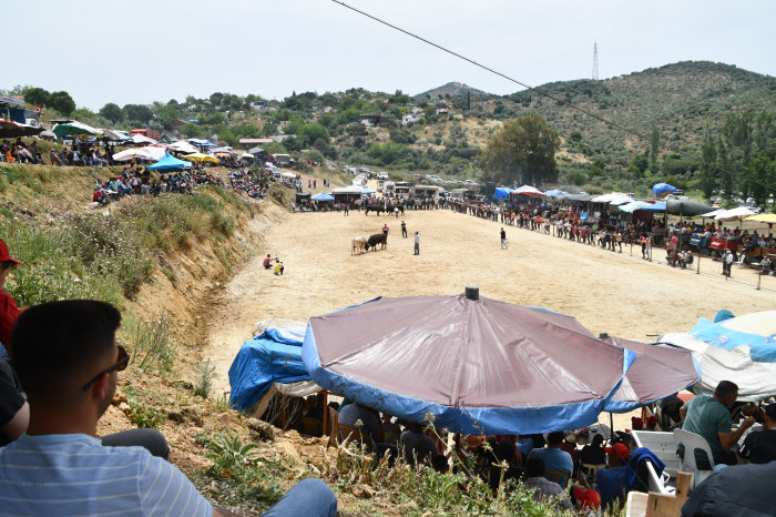 Avşar'da 1. Boğa Güreşi Festivali